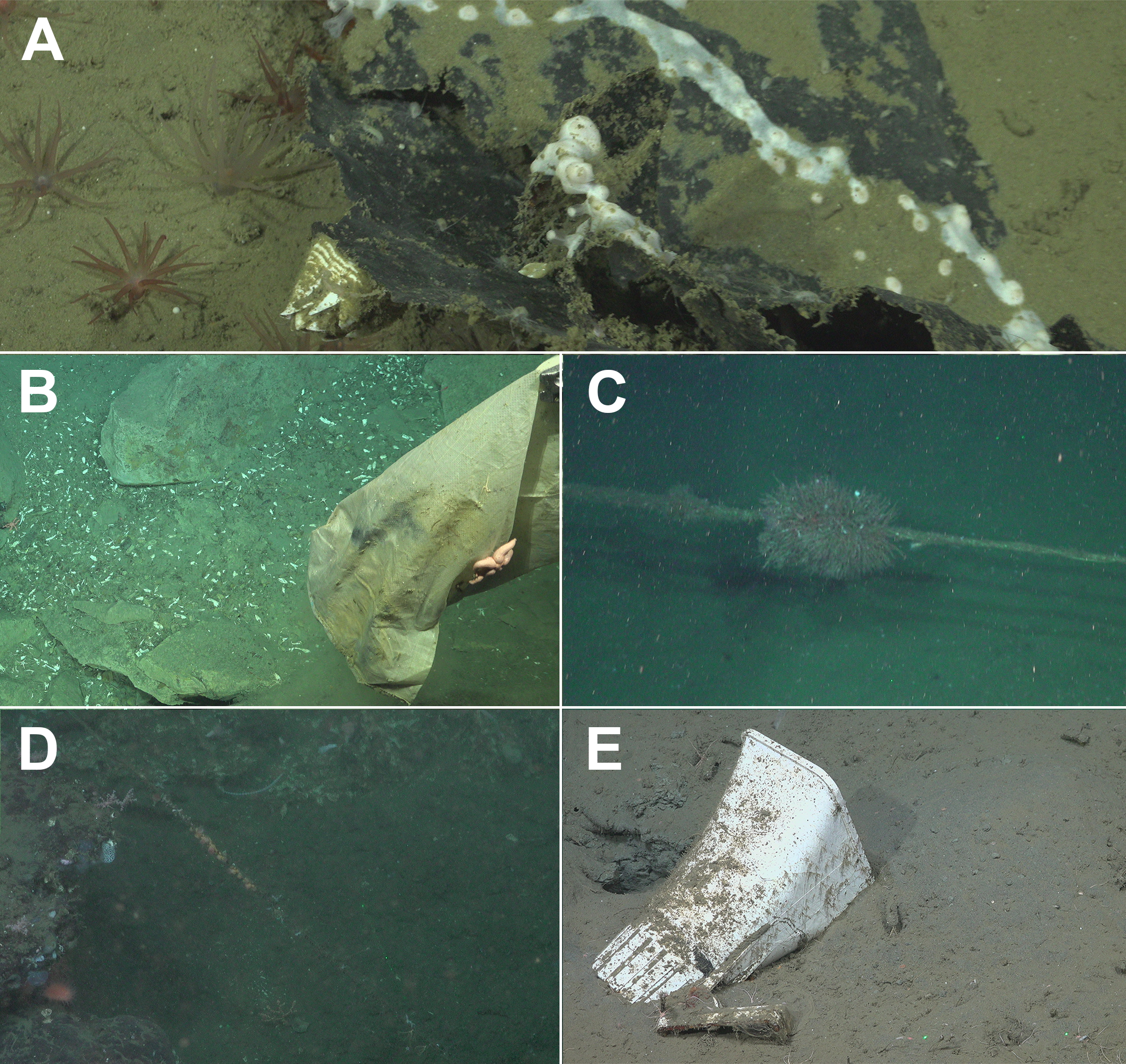 Marine litter in Mar del Plata Submarine Canyon