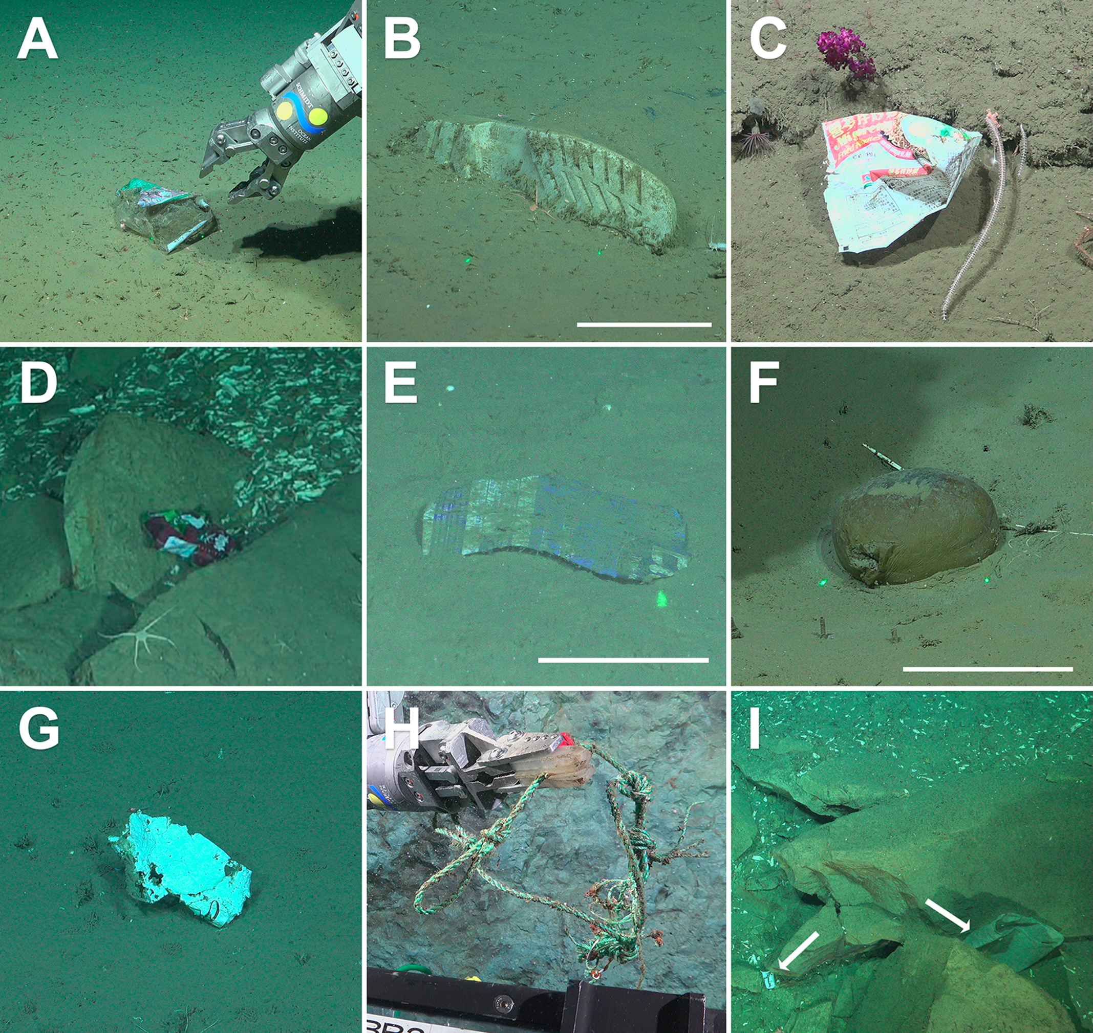 Marine litter in the Mar del Plata Submarine Canyon