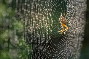 Why don’t spiders get stuck in their own webs? A spider in its web