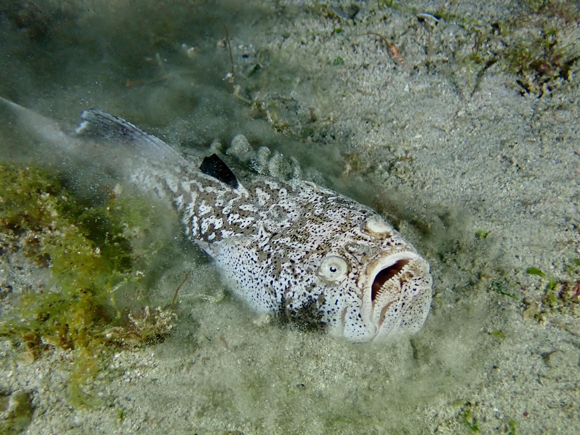Stargazer fish