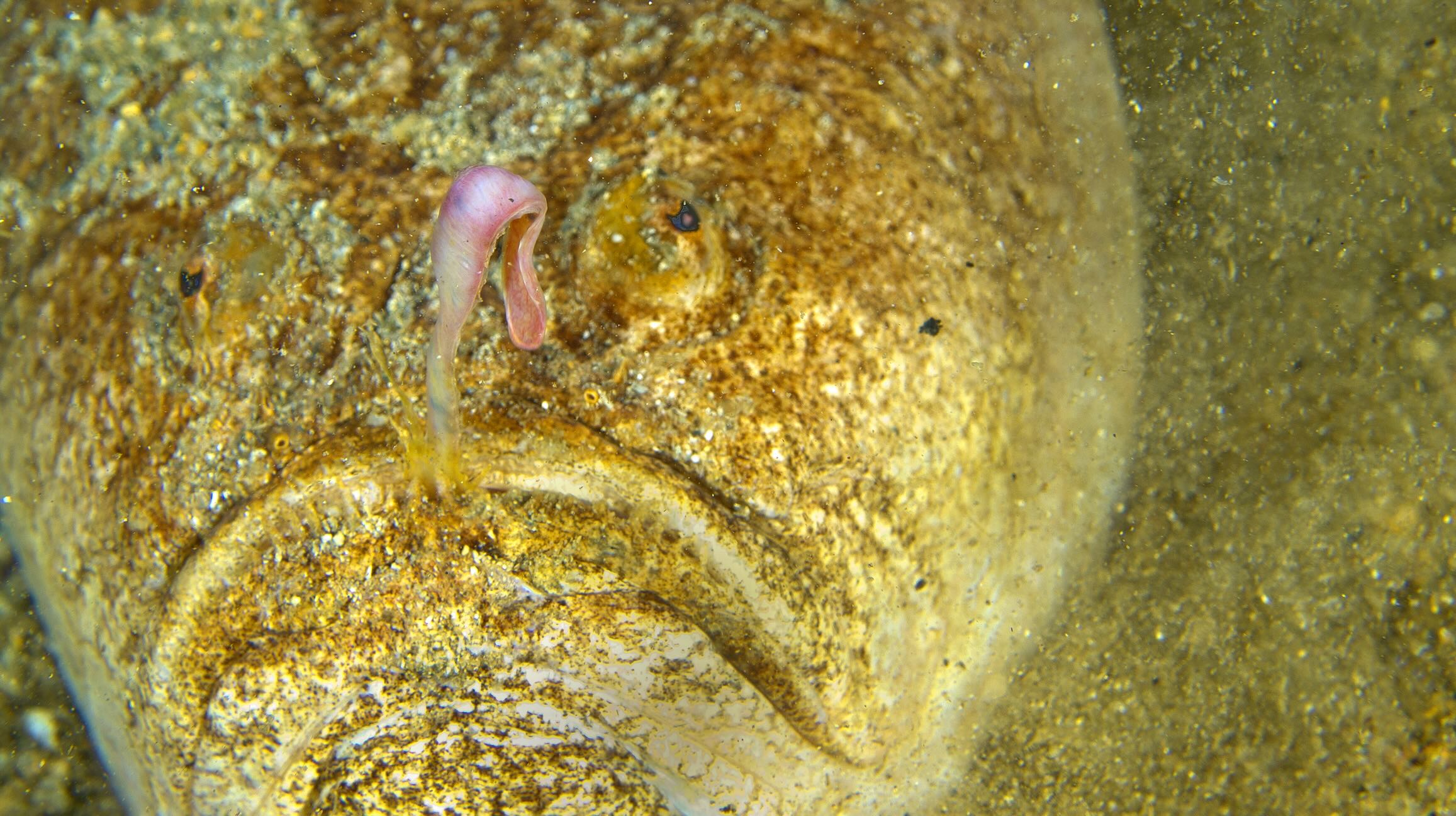 Stargazer fish