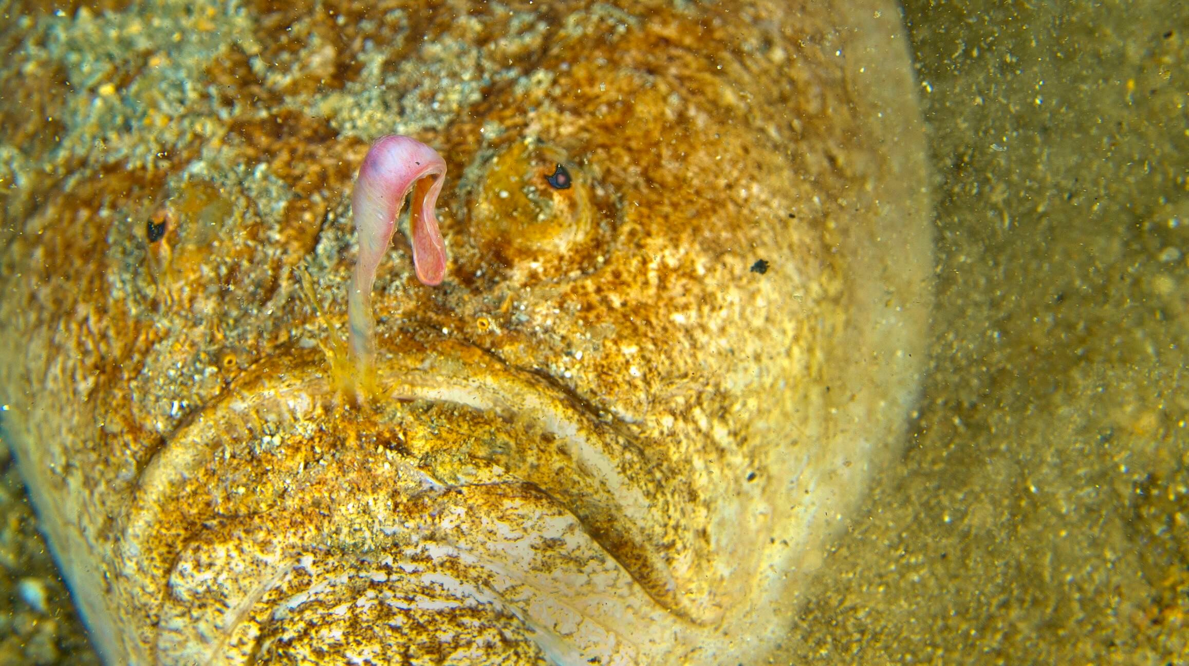 Stargazer fish