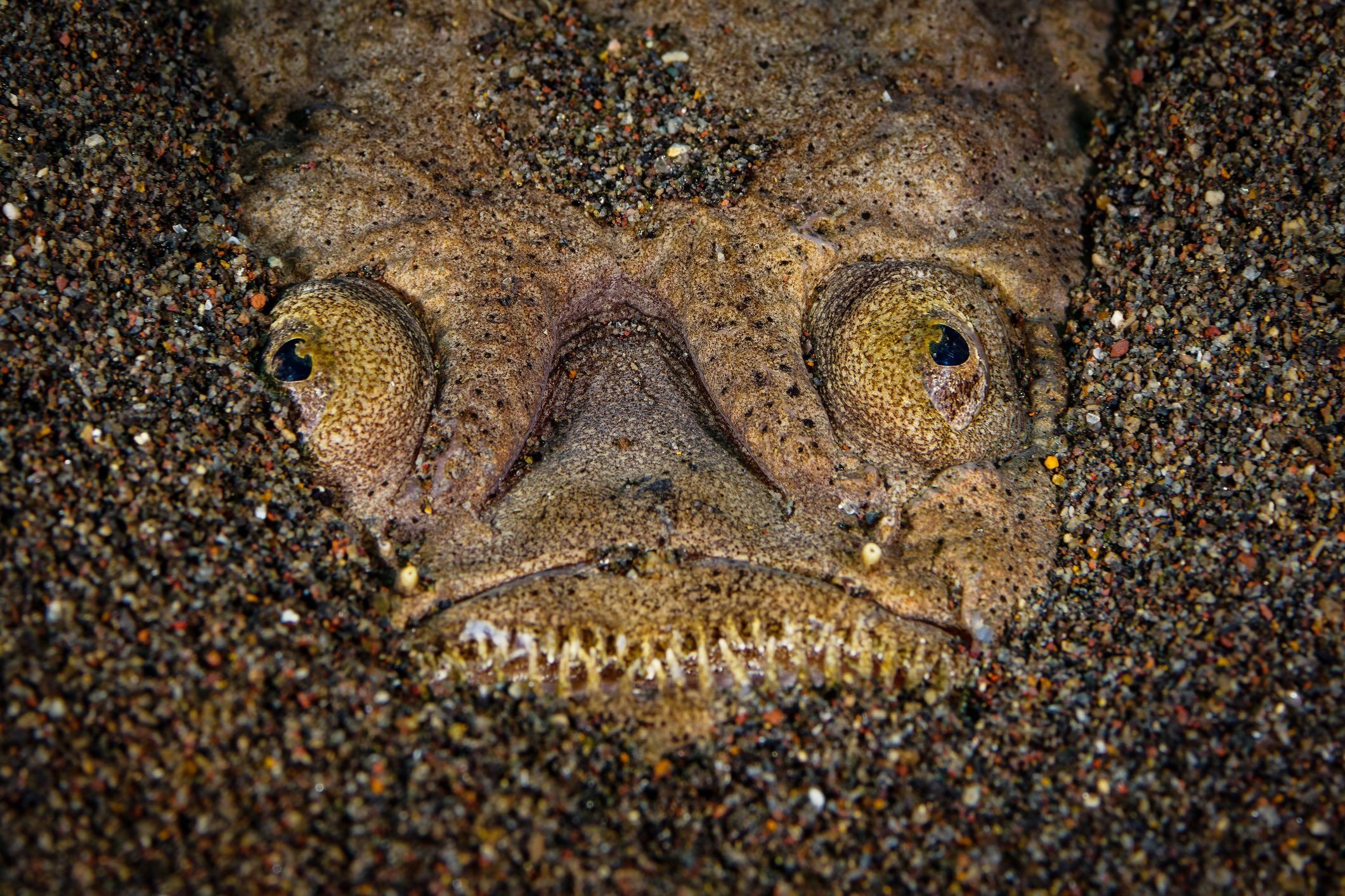 Marbled stargazer (Uranoscopus bicinctus)