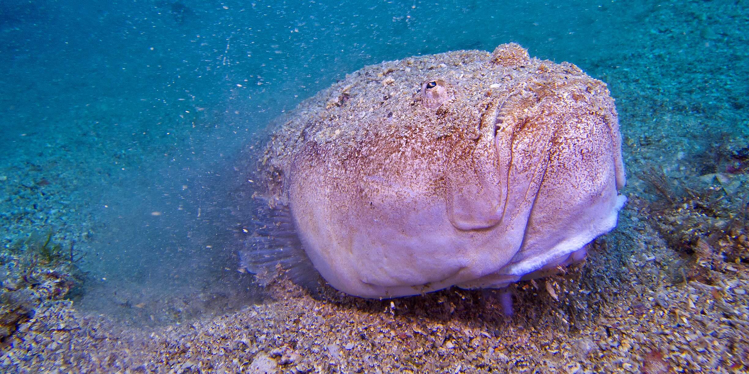 Stargazer fish