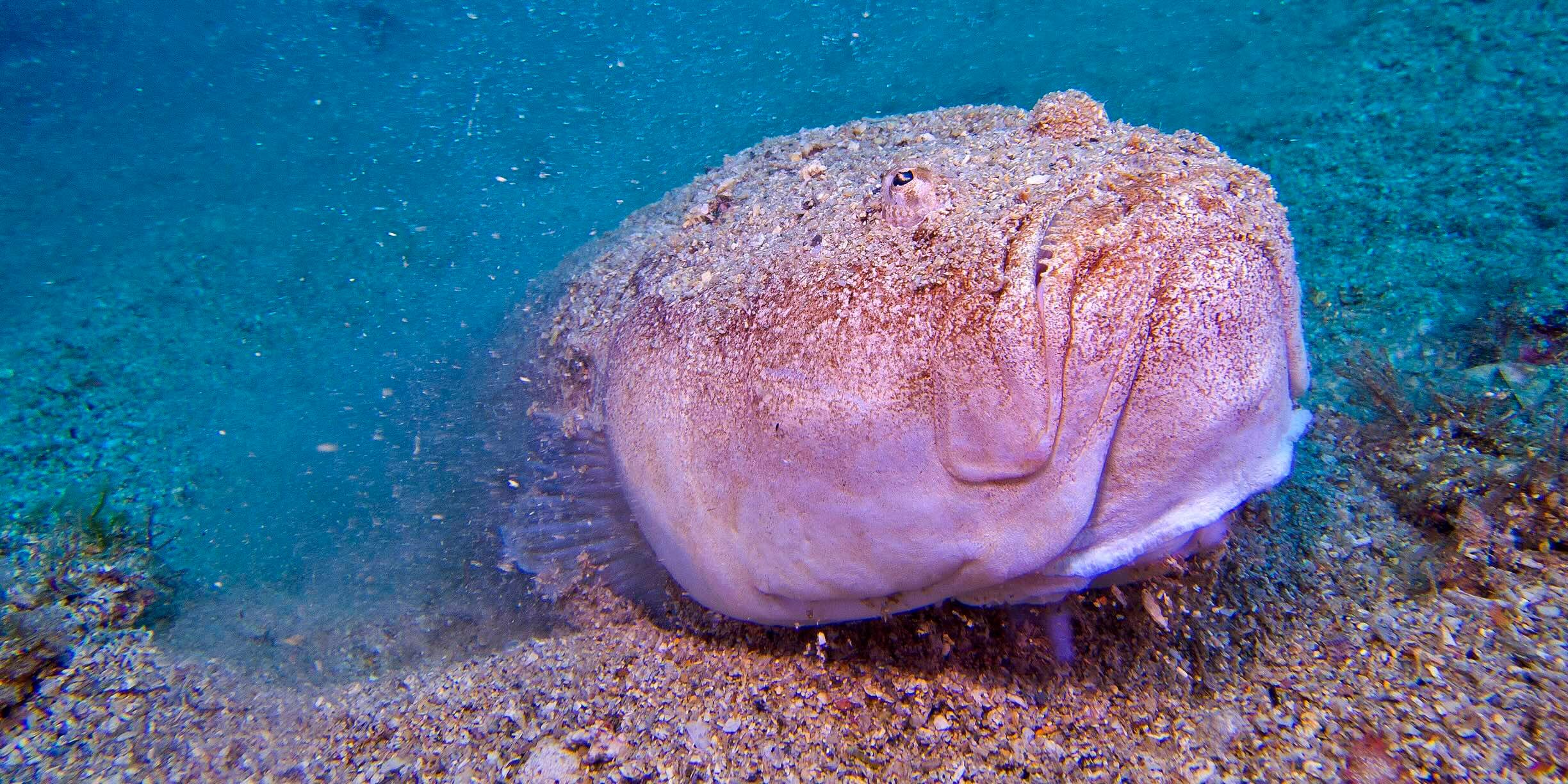 Stargazer fish