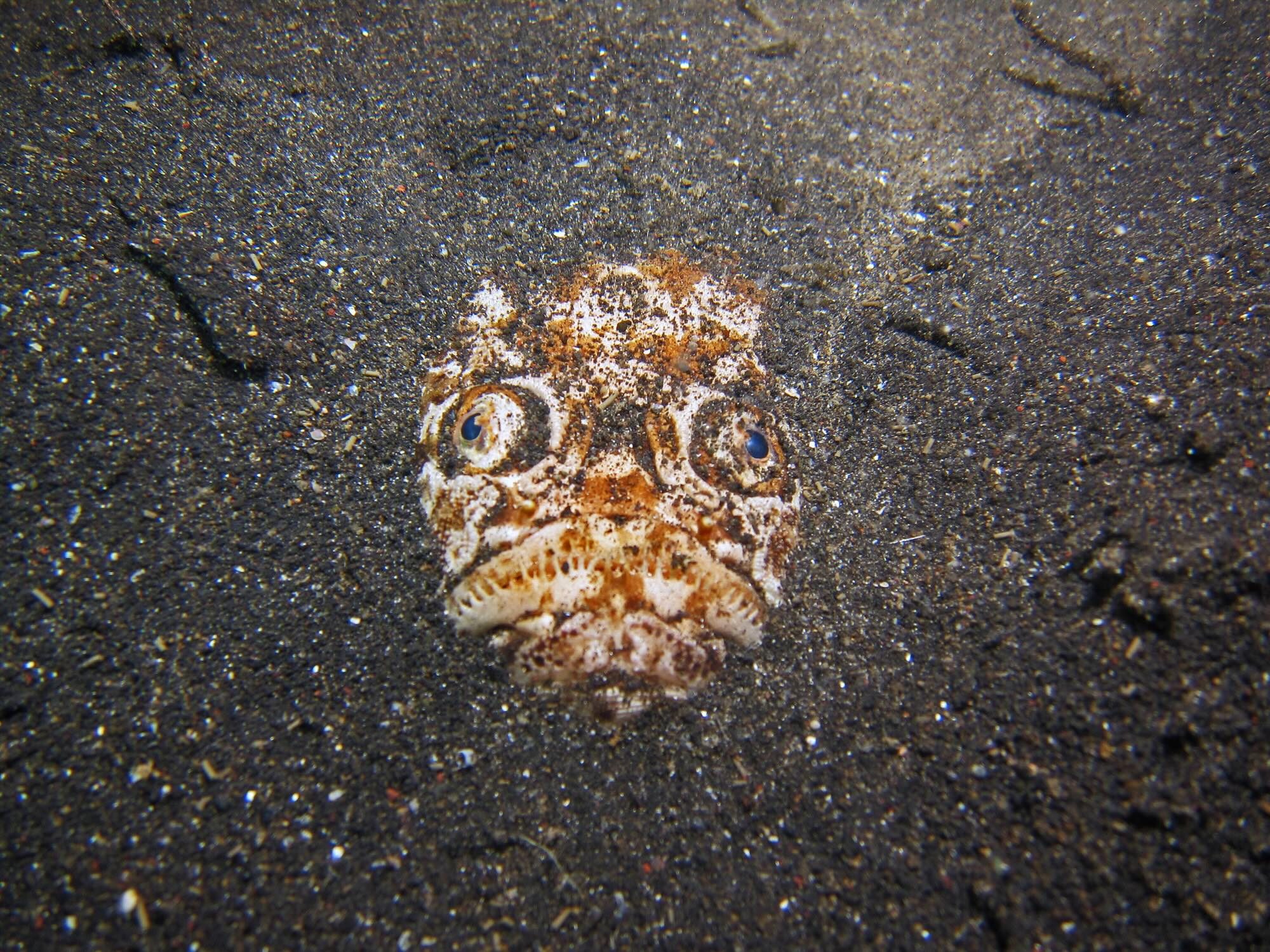 Stargazer 