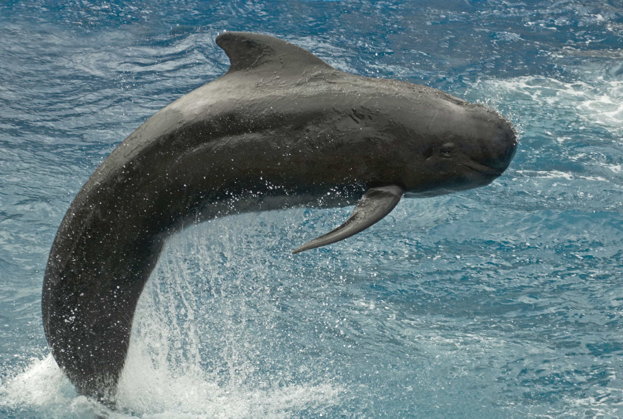 short-finned pilot whale