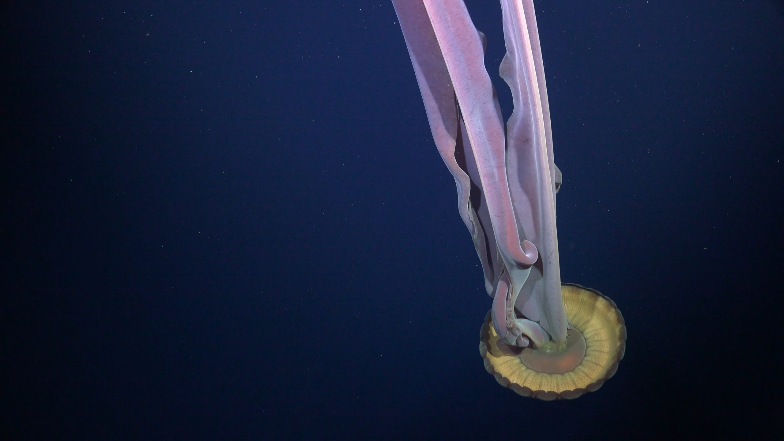 Giant phantom jelly (Stygiomedusa gigantea)