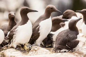 Guillemots and eggs in Northumberland, United Kingdom. © Stephan Rech/Getty Guillemots and eggs in Northumberland, United Kingdom. © Stephan Rech/Getty