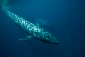 Two Blue Whales swimming underwater Getty Images