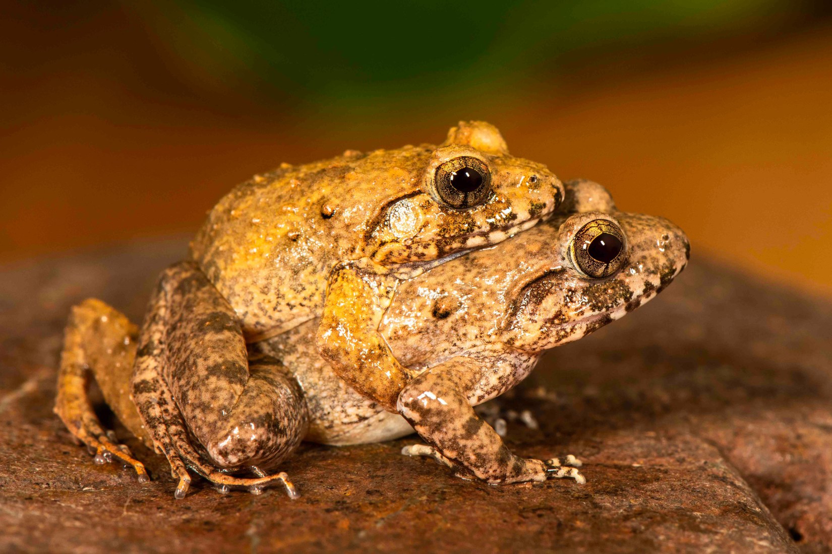 Charles Darwin's frog