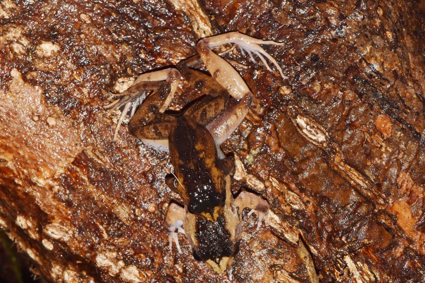 Minervarya charlesdarwini