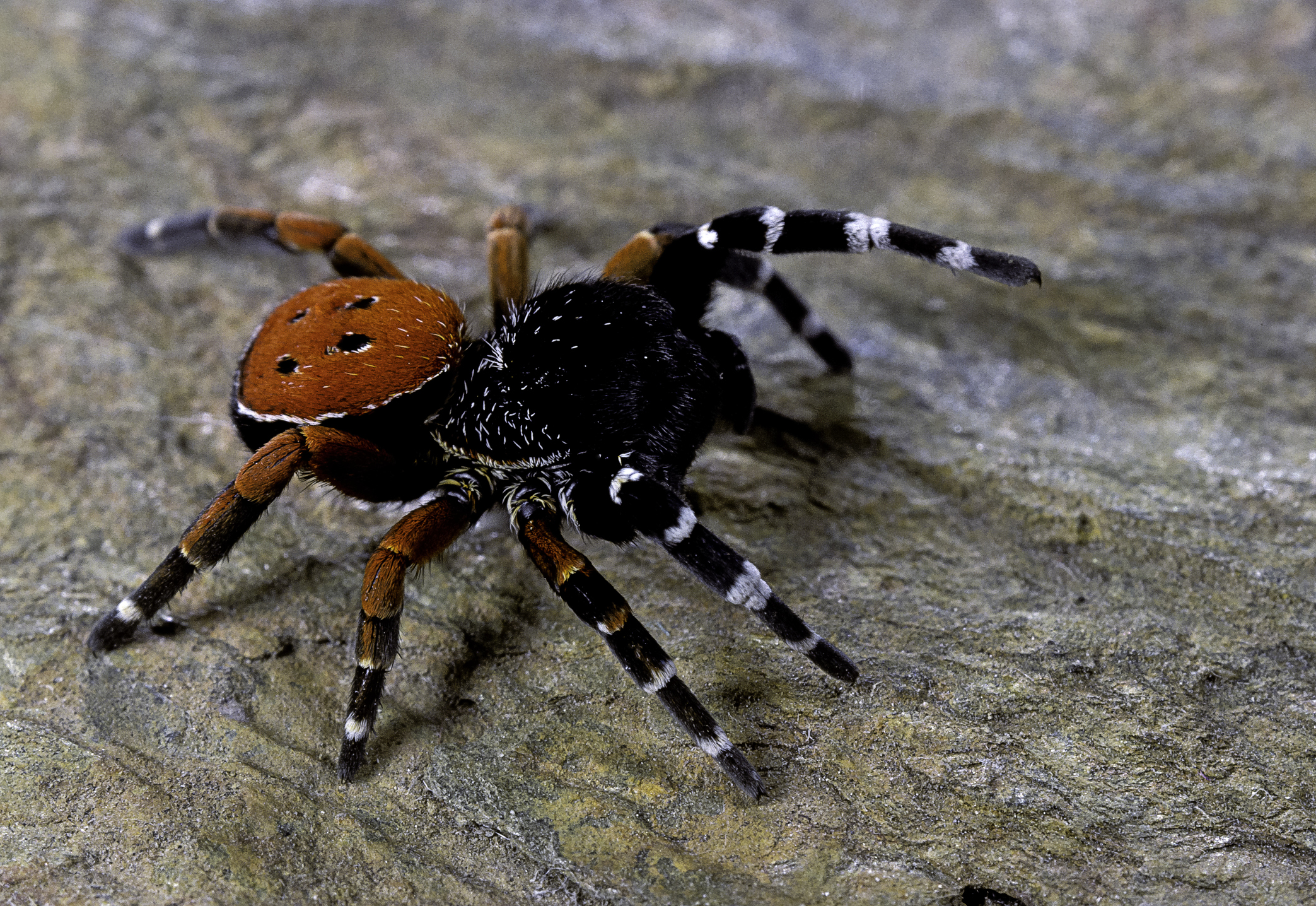 ladybird spider