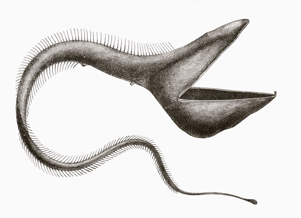 Gulper eel