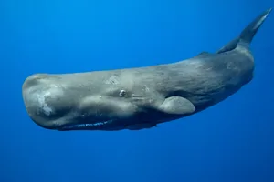 What animal has the biggest brain? The Sperm Whale has the biggest brain of all animals
