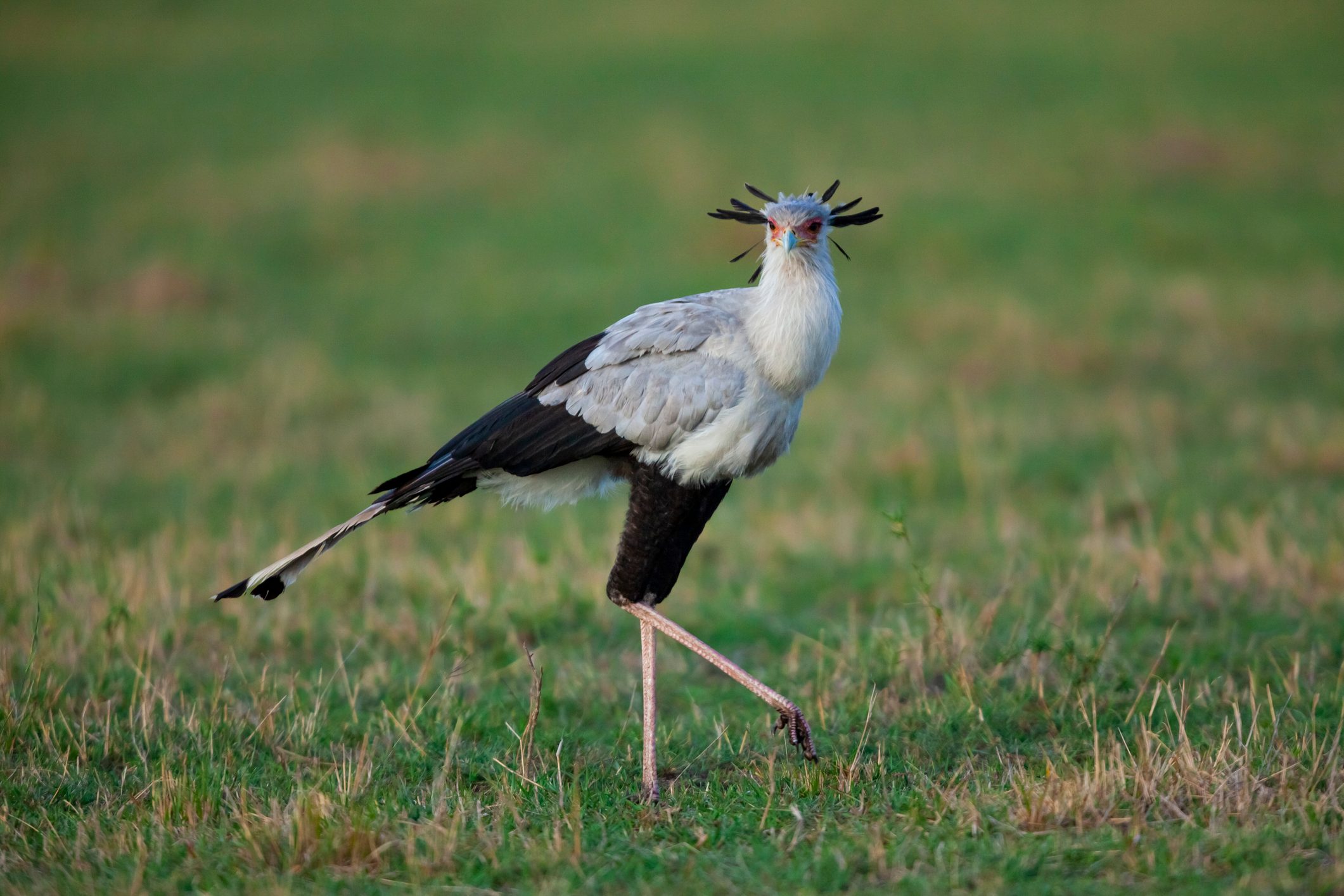 Secretary bird