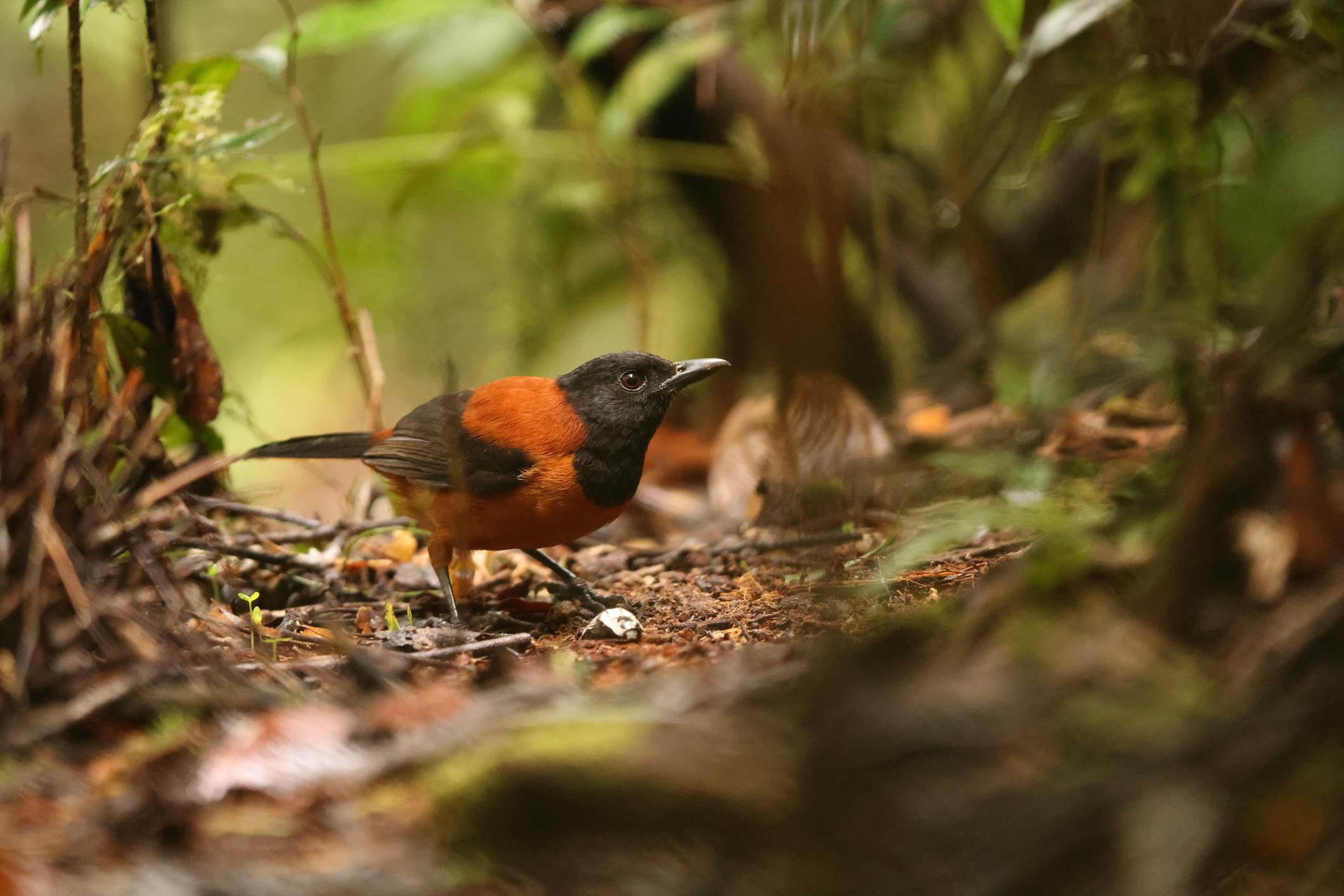 hooded pitohui is a poisonous bird