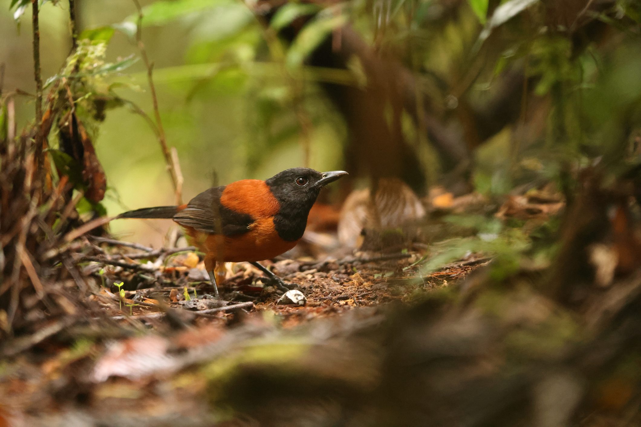 hooded pitohui is a poisonous bird