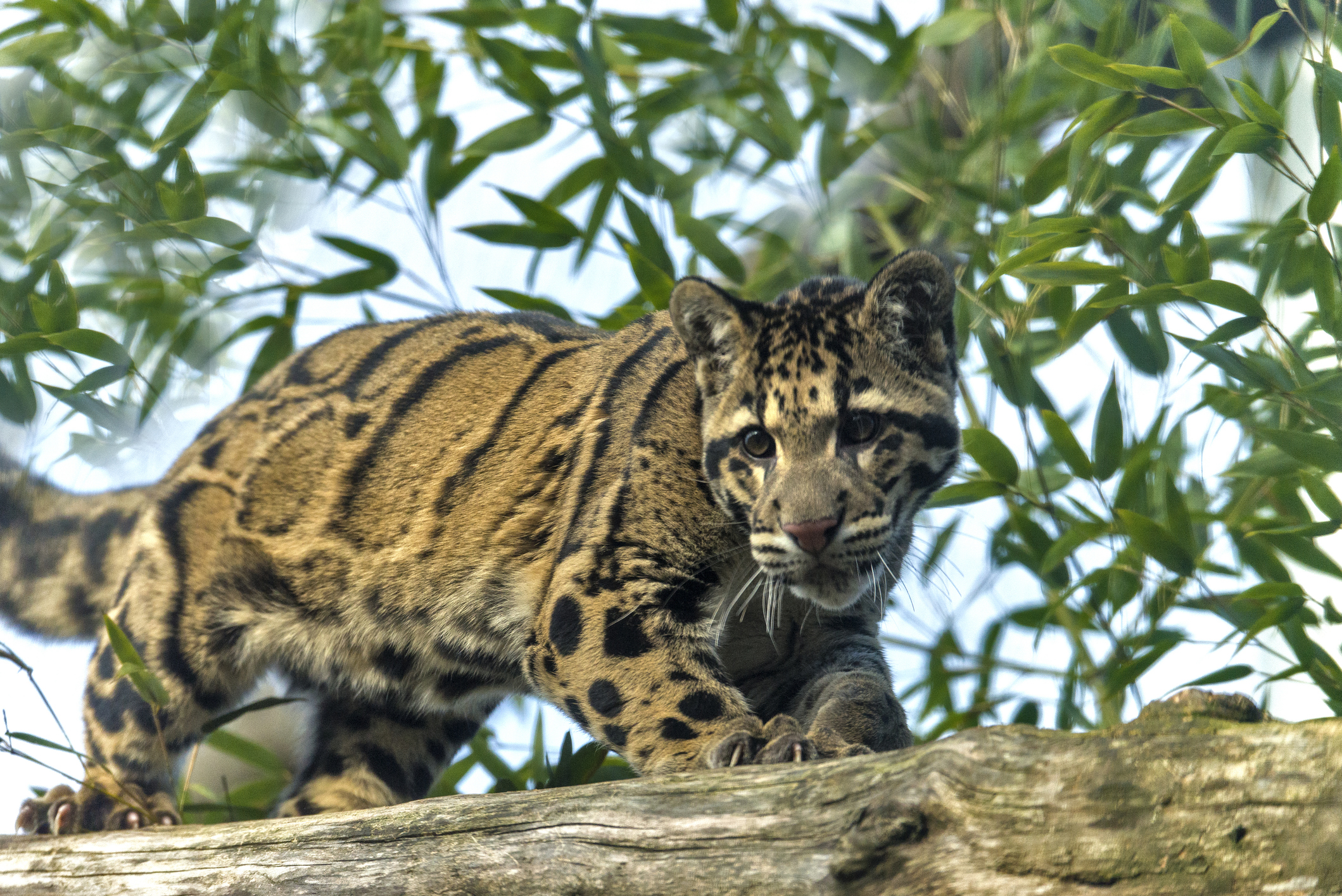 Clouded leopard