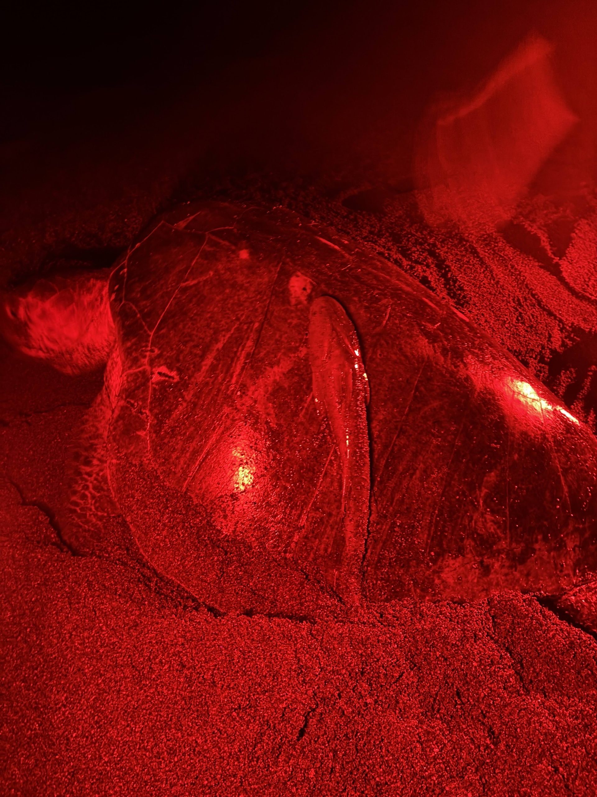 Olive ridley sea turtle with remora clinging to shell