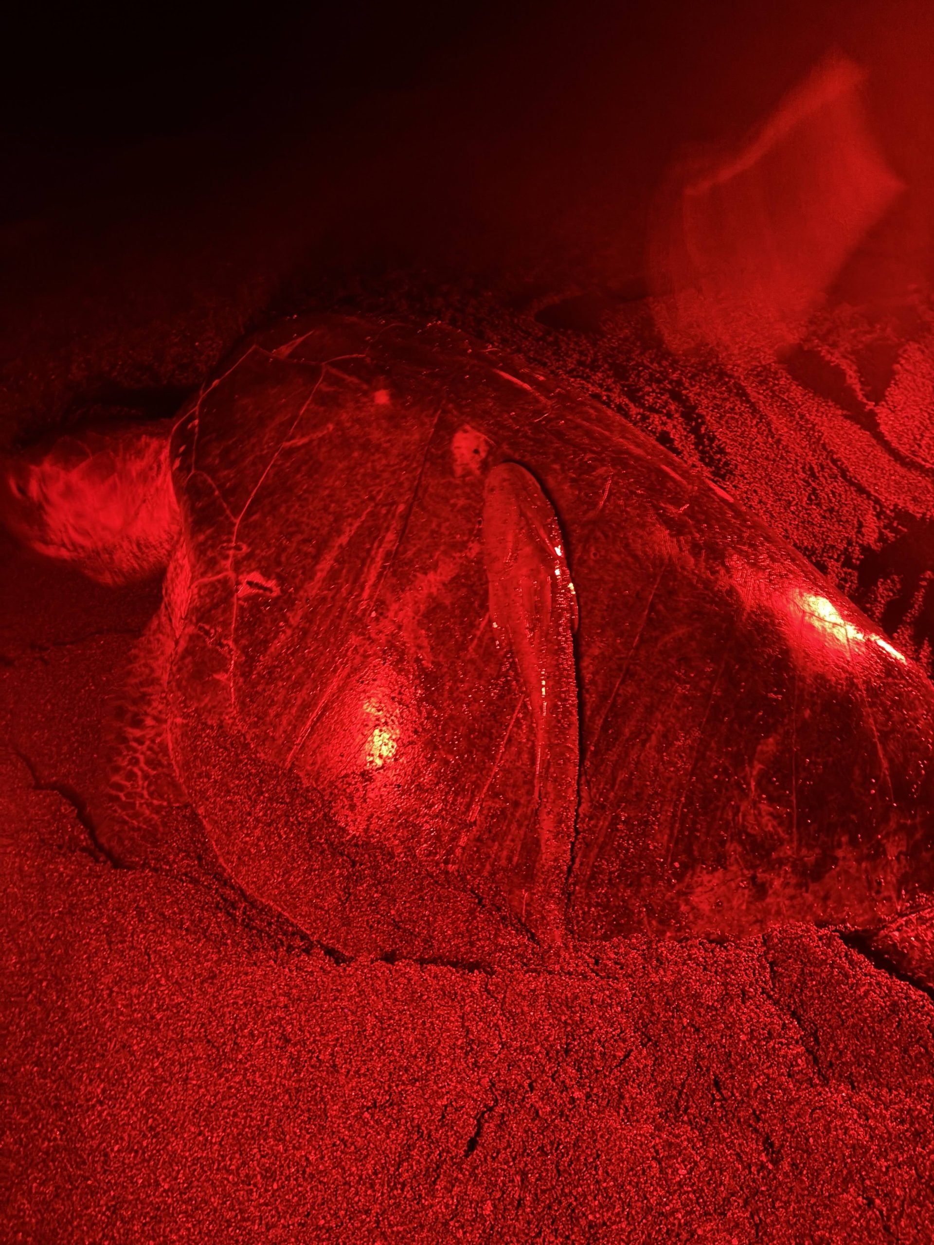 Olive ridley sea turtle with remora clinging to shell