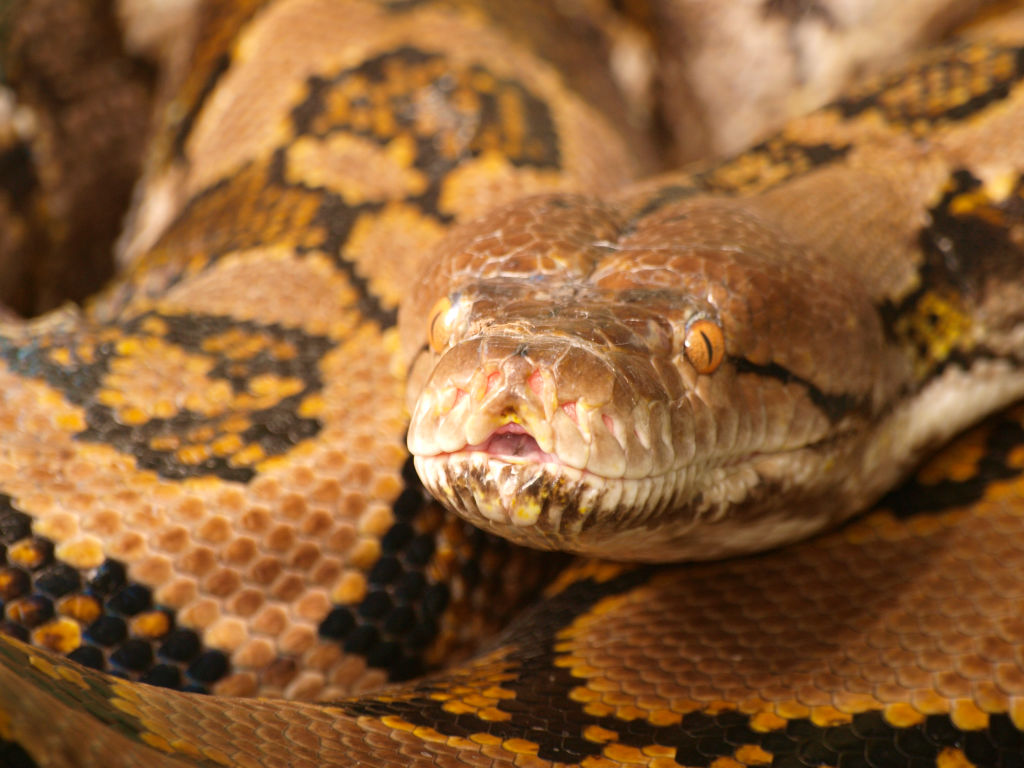 Close up of a Reticulated Python head