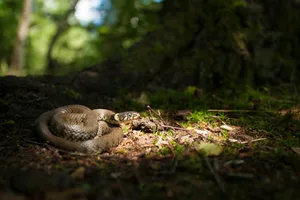 Grass snake on the woodland floor during the summer. © Jamie Hall/Getty A grass snake on a woodland floor, lit up by a patch of sunlight