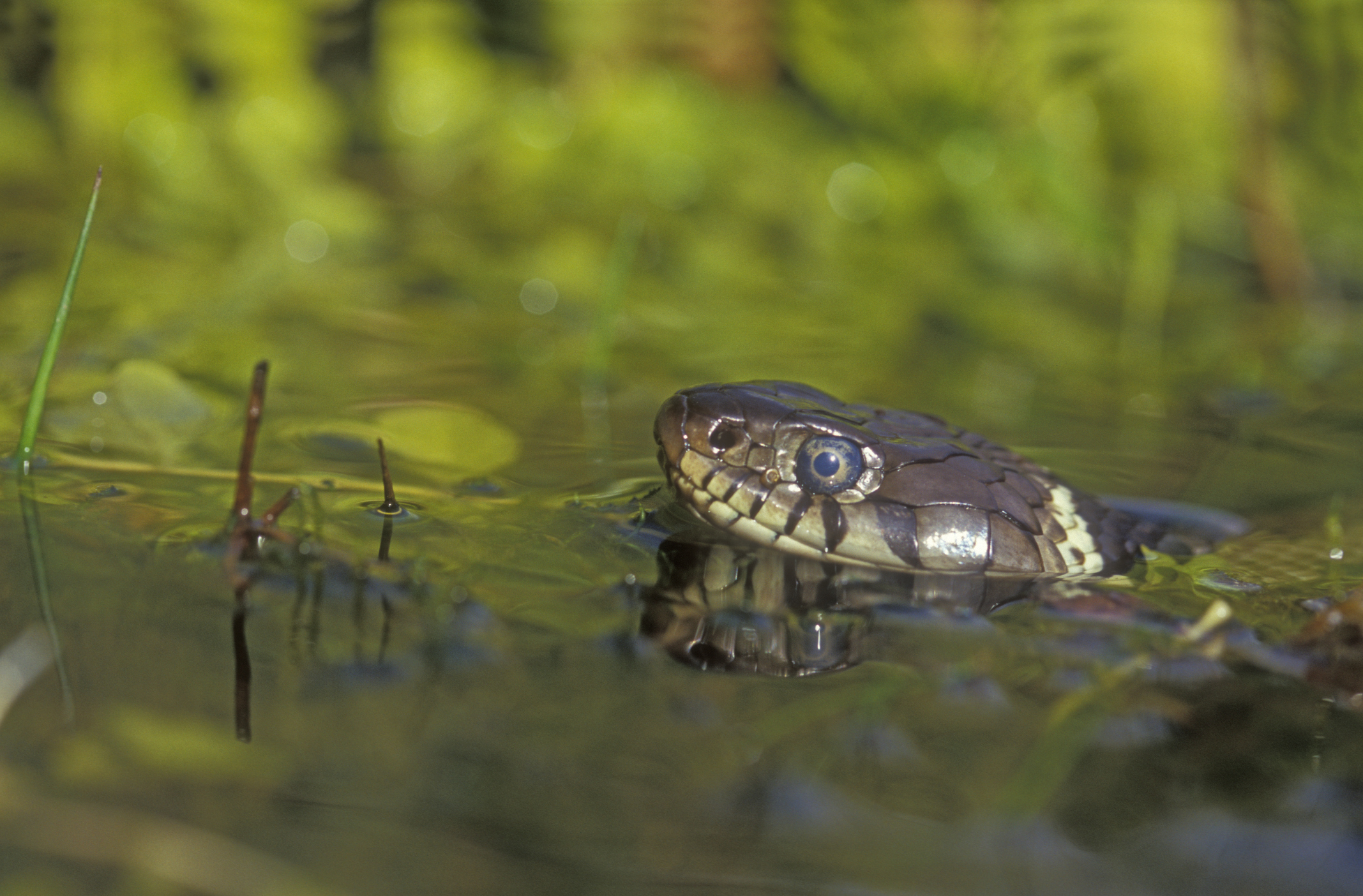 Grass snakes are often seen swimming. © Mike Lane/Getty Grass snakes are often seen swimming. © Mike Lane/Getty