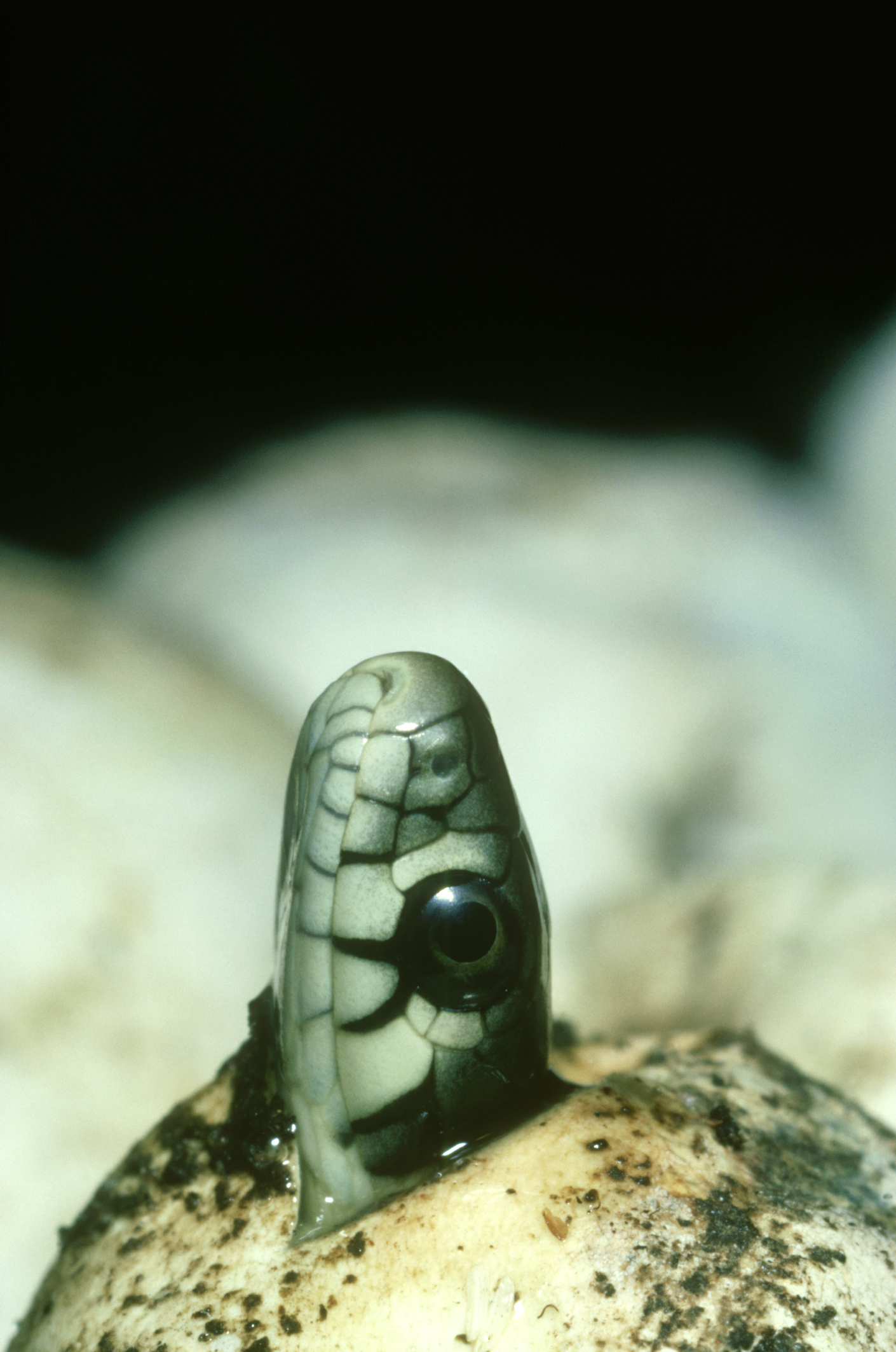A baby grass snake emerging from its egg. © Tony Allen/Getty