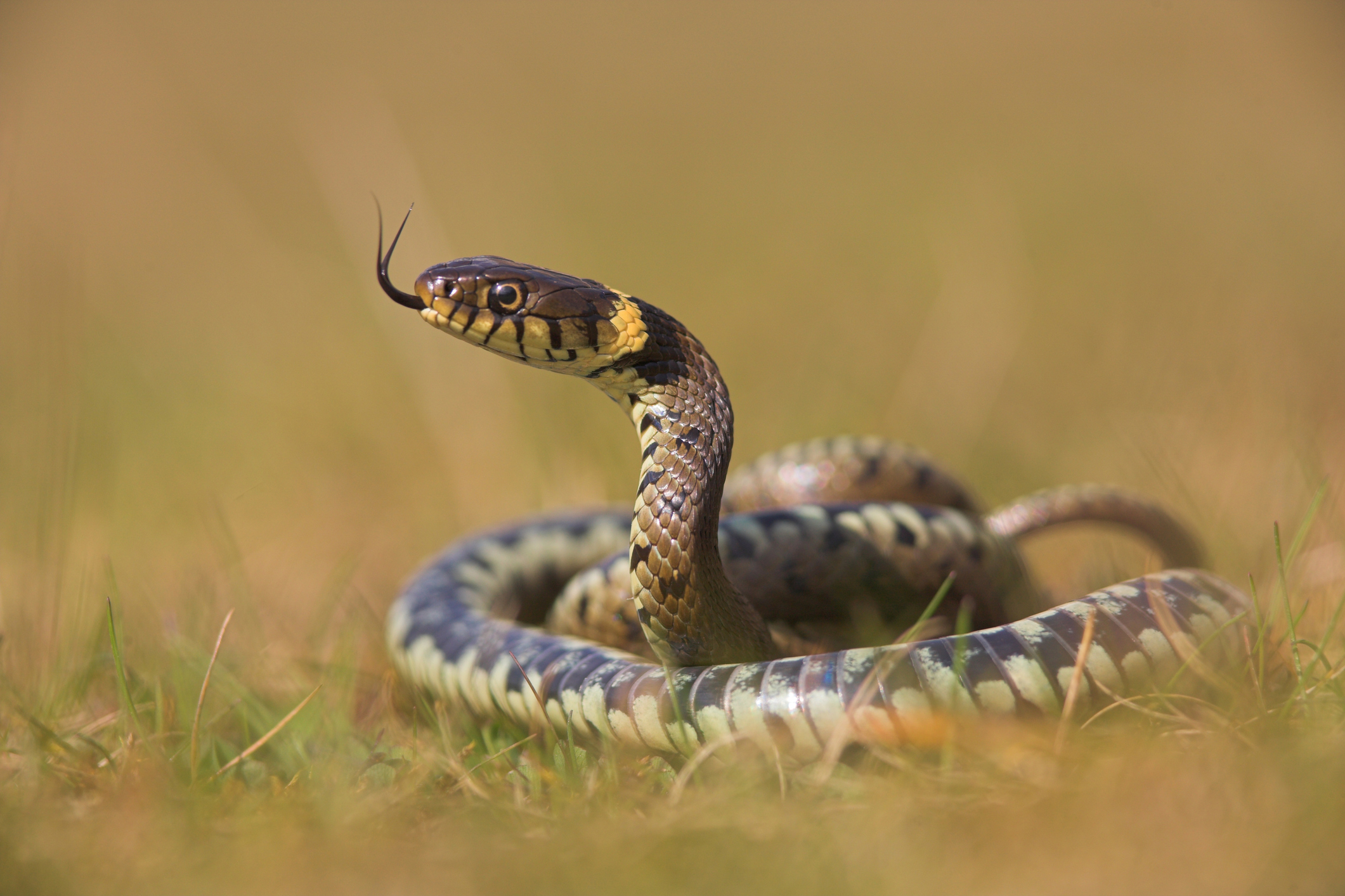 Grass snake scenting the air. © Geoff Simpson/Getty Grass snake scenting the air. © Geoff Simpson/Getty