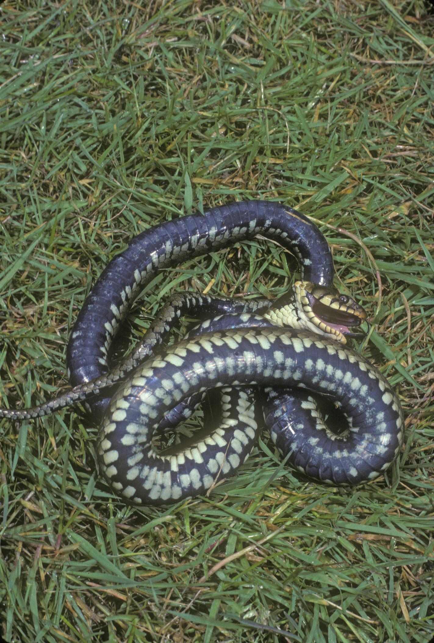 A grass snake playing dead. © Mike Lane/Getty A grass snake playing dead. © Mike Lane/Getty