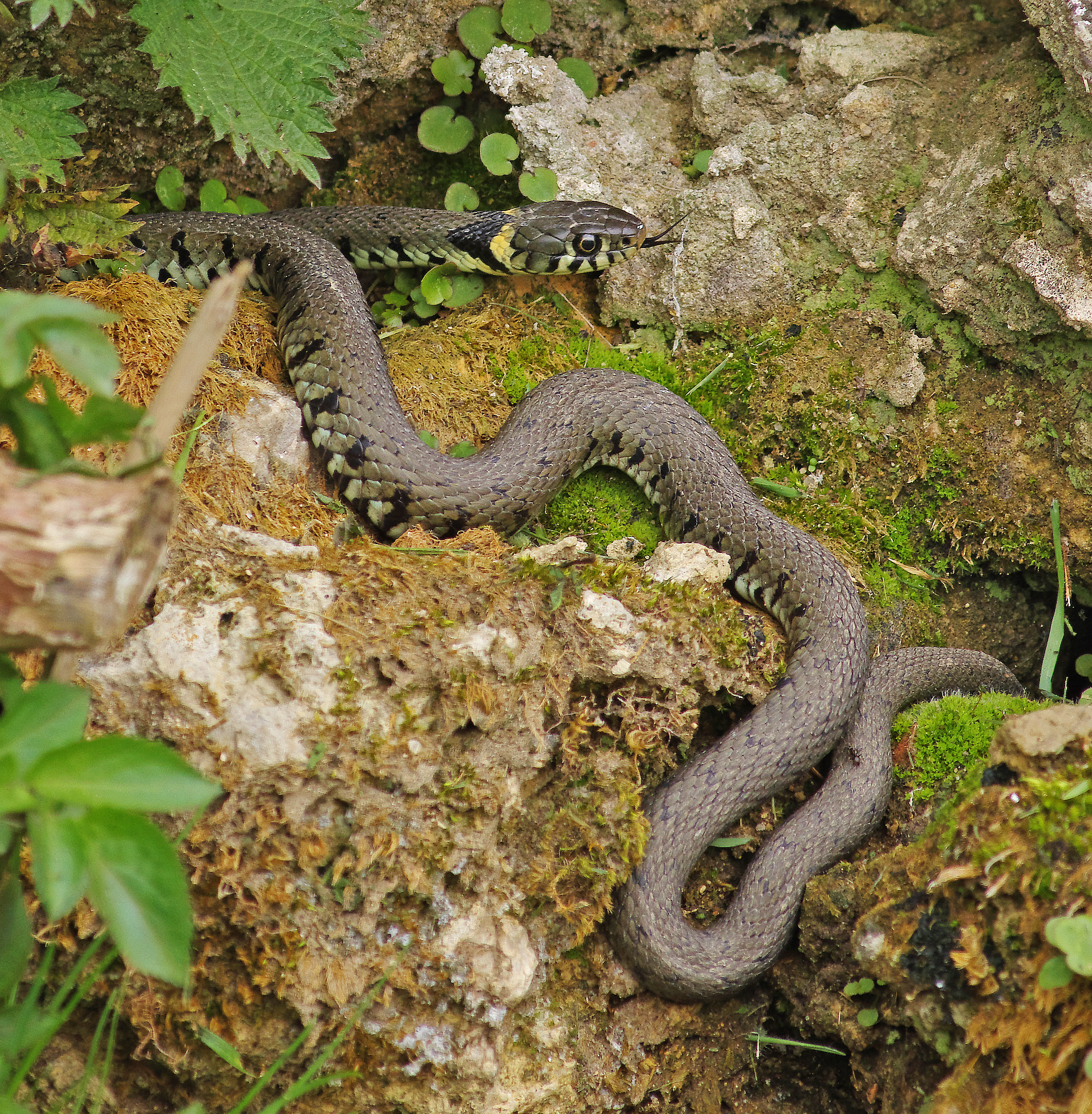 A grass snake warming up in the sunshine after waking from hibernation. © Gary Chalker/Getty A grass snake warming up in the sunshine after waking from hibernation. © Gary Chalker/Getty