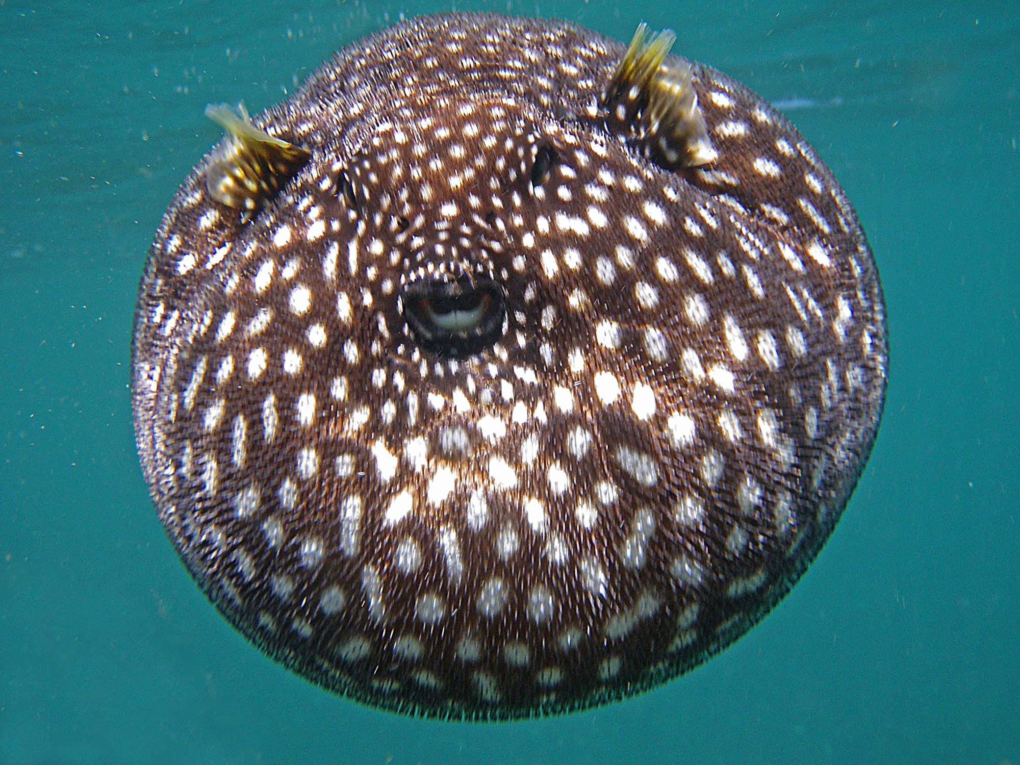 Close up of Guineafowl Pufferfish eye