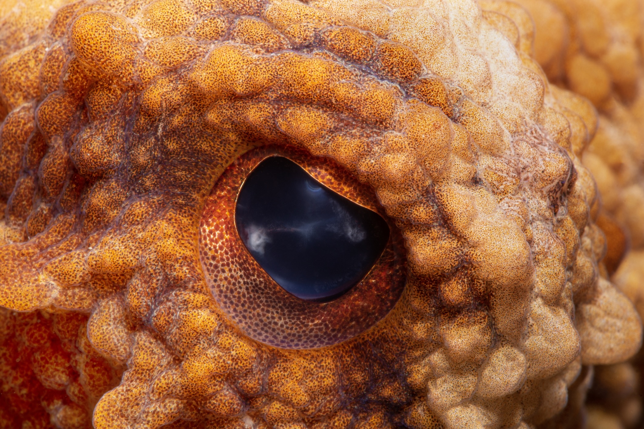 Octopus vulgaris