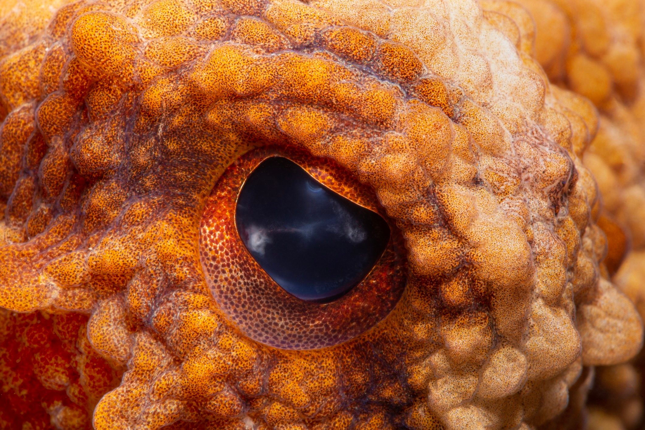 Octopus vulgaris
