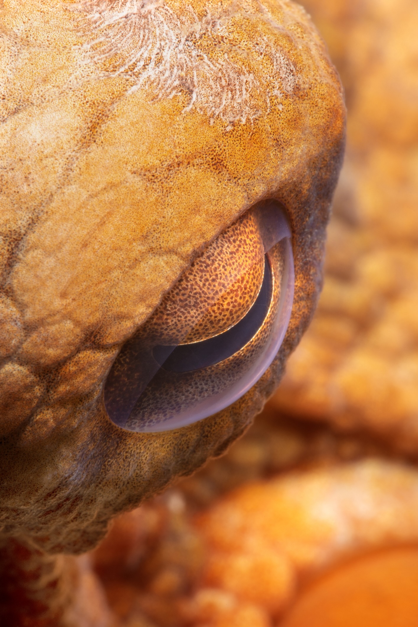 Octopus vulgaris