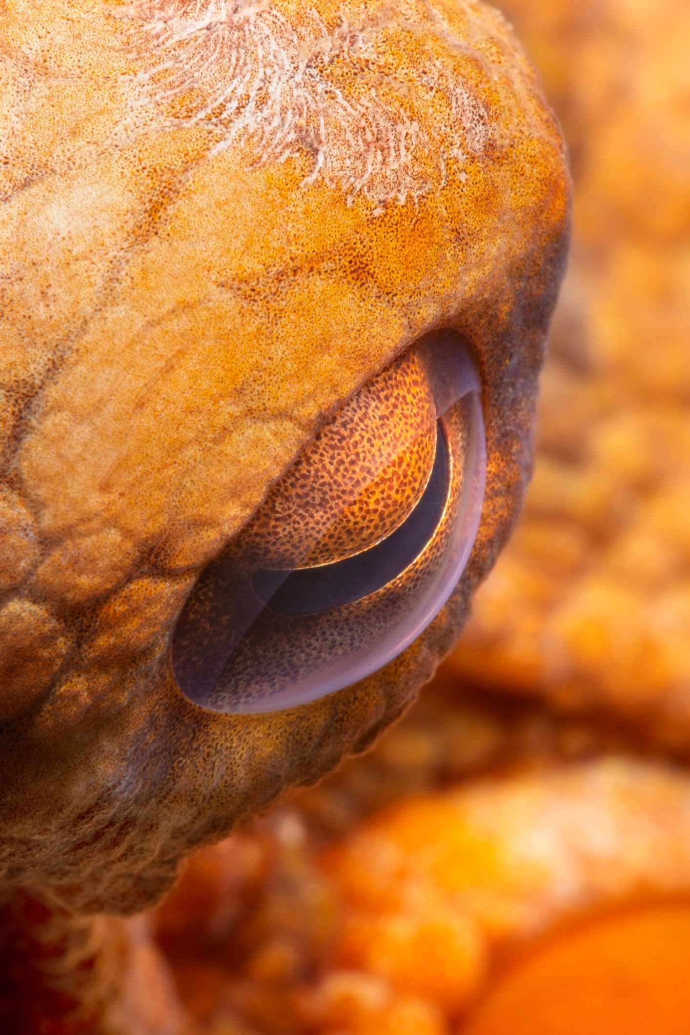 Octopus vulgaris