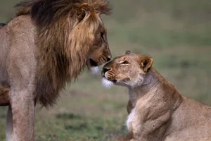Lion and lioness courting Lion and lioness