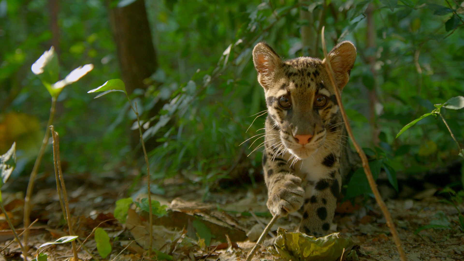A cloud leopard cub A cloud leopard cub