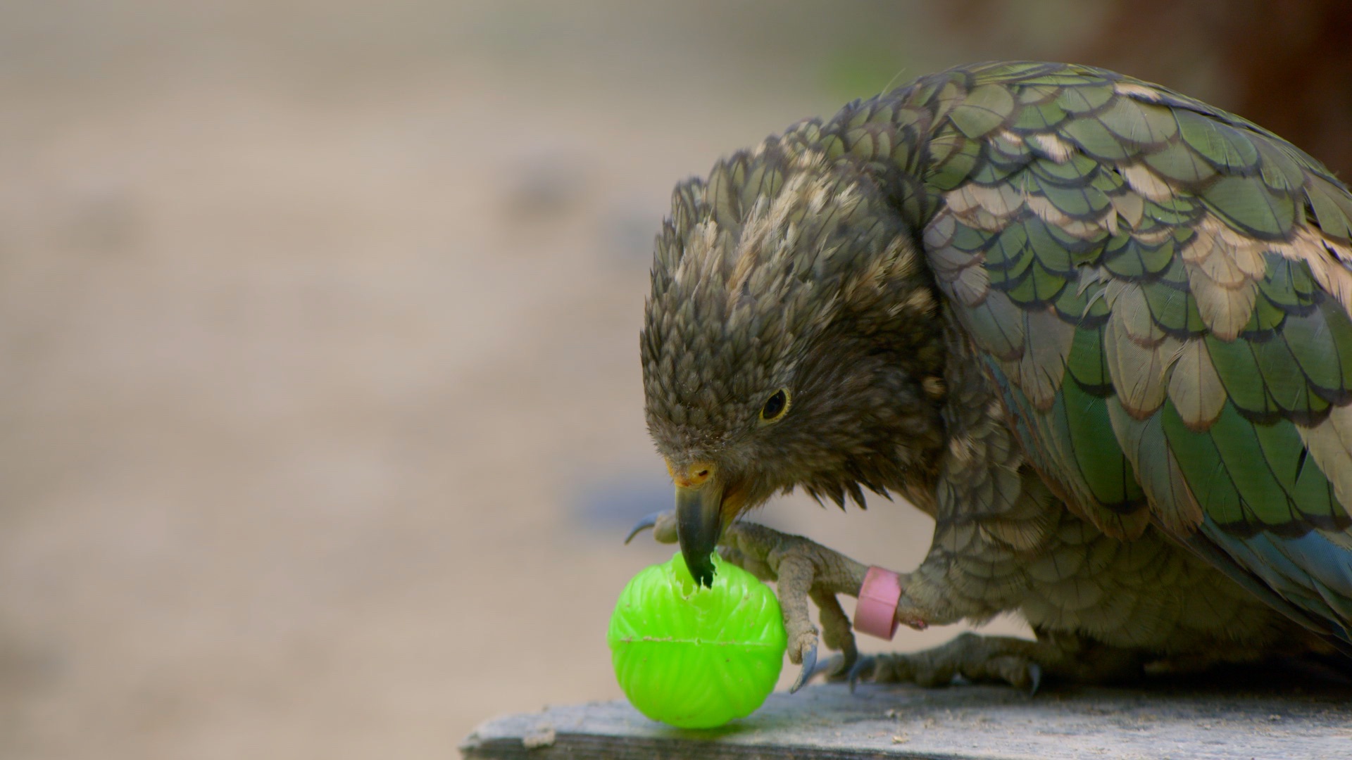Kea playing with a ball Kea playing with a ball