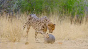 Cheetah playing with a ball Cheetah playing with a ball