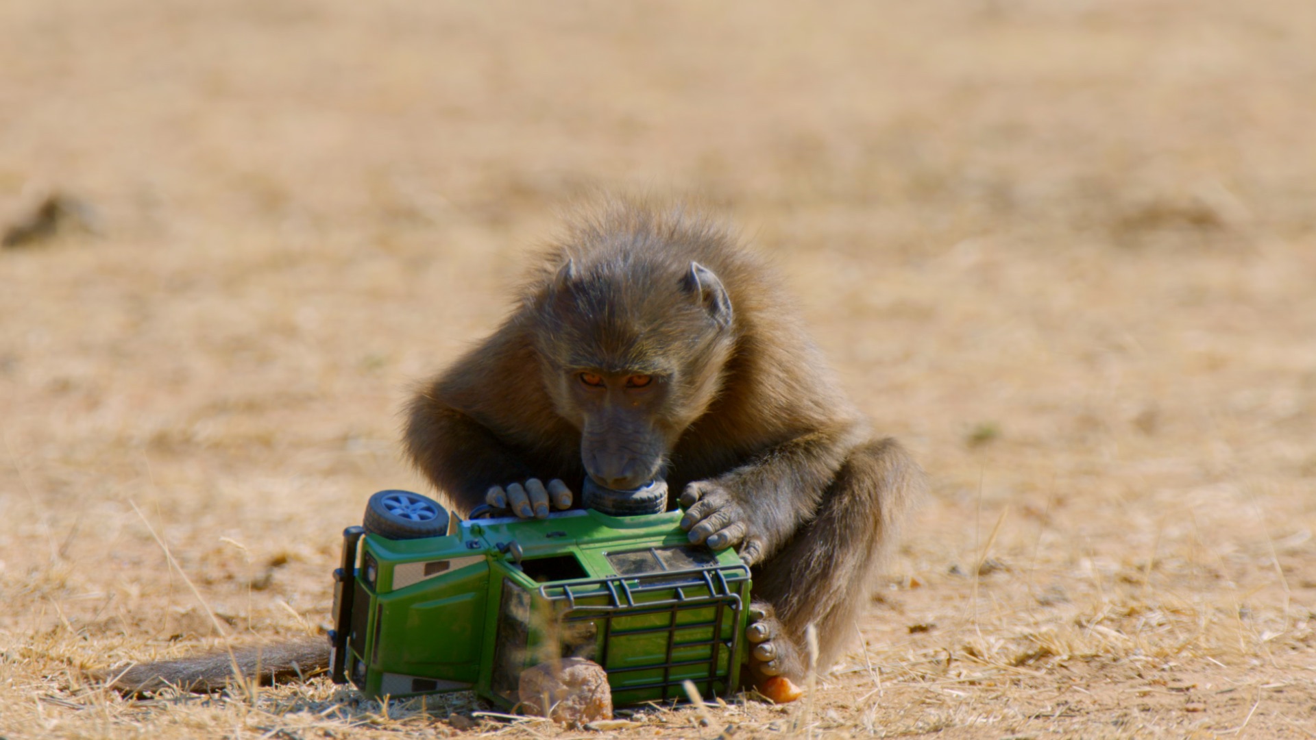 Chacma baboon playing with a toy truck Chacma baboon playing with a toy truck