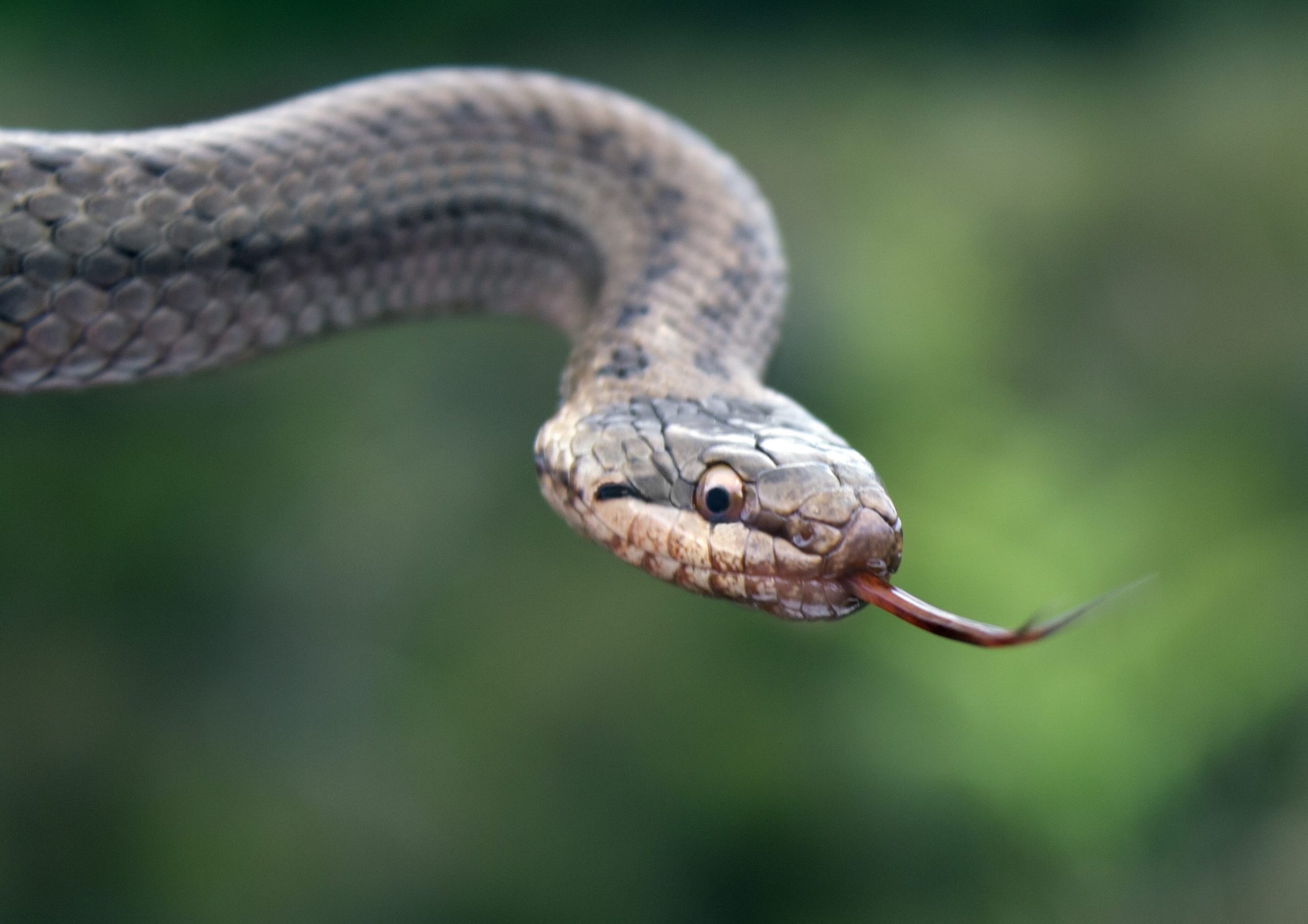 Smooth snake