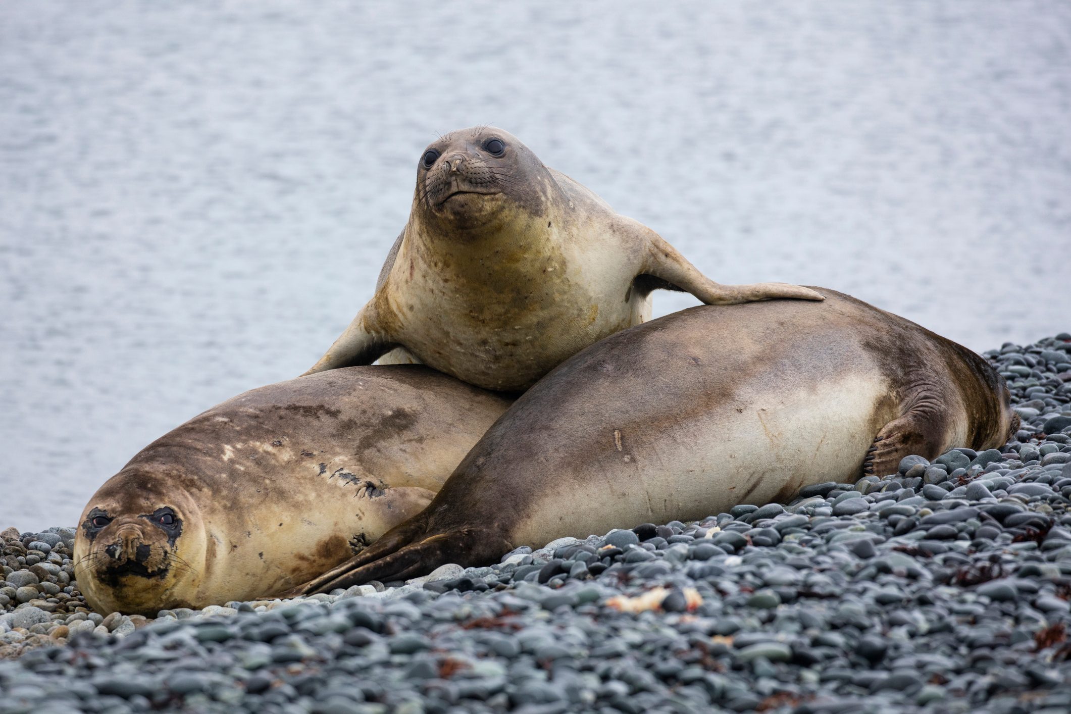 Southern elephant seals (Mirounga leonina),
