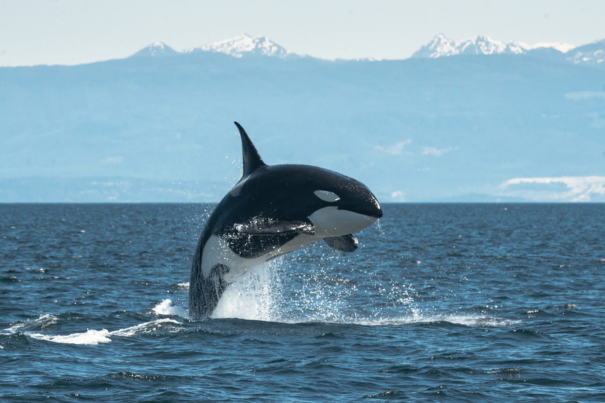 orca