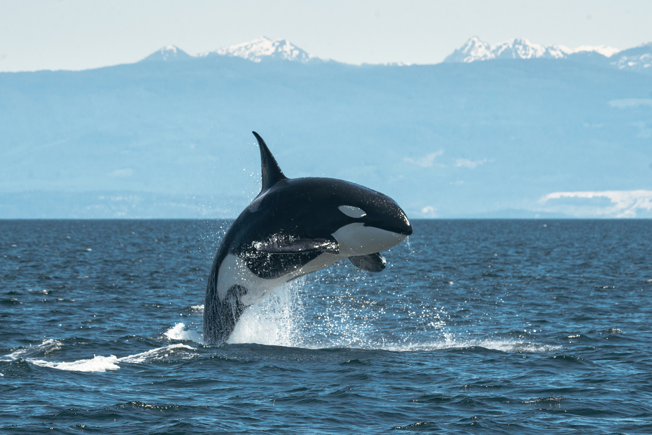orca