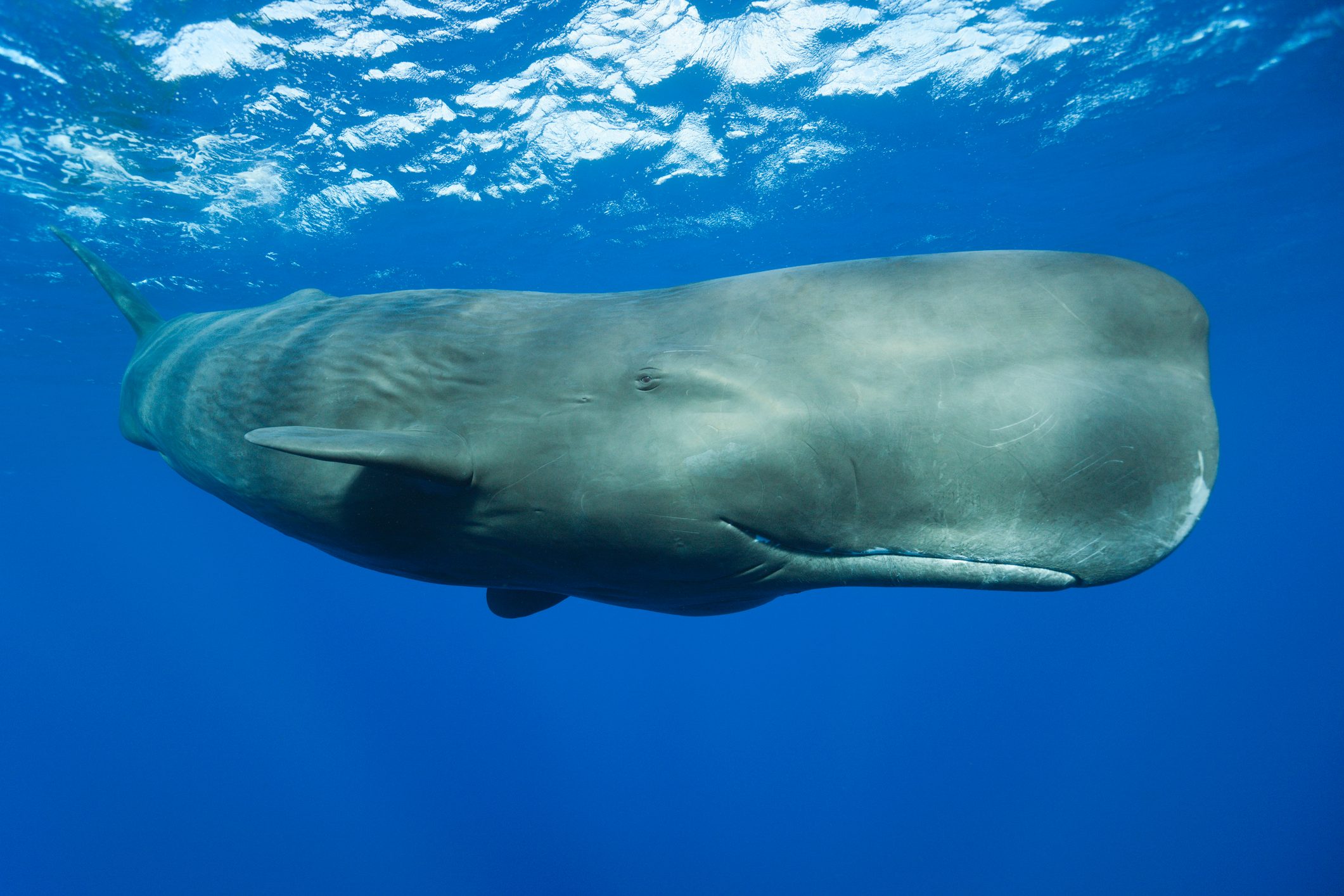  Sperm Whale (Physeter macrocephalus)