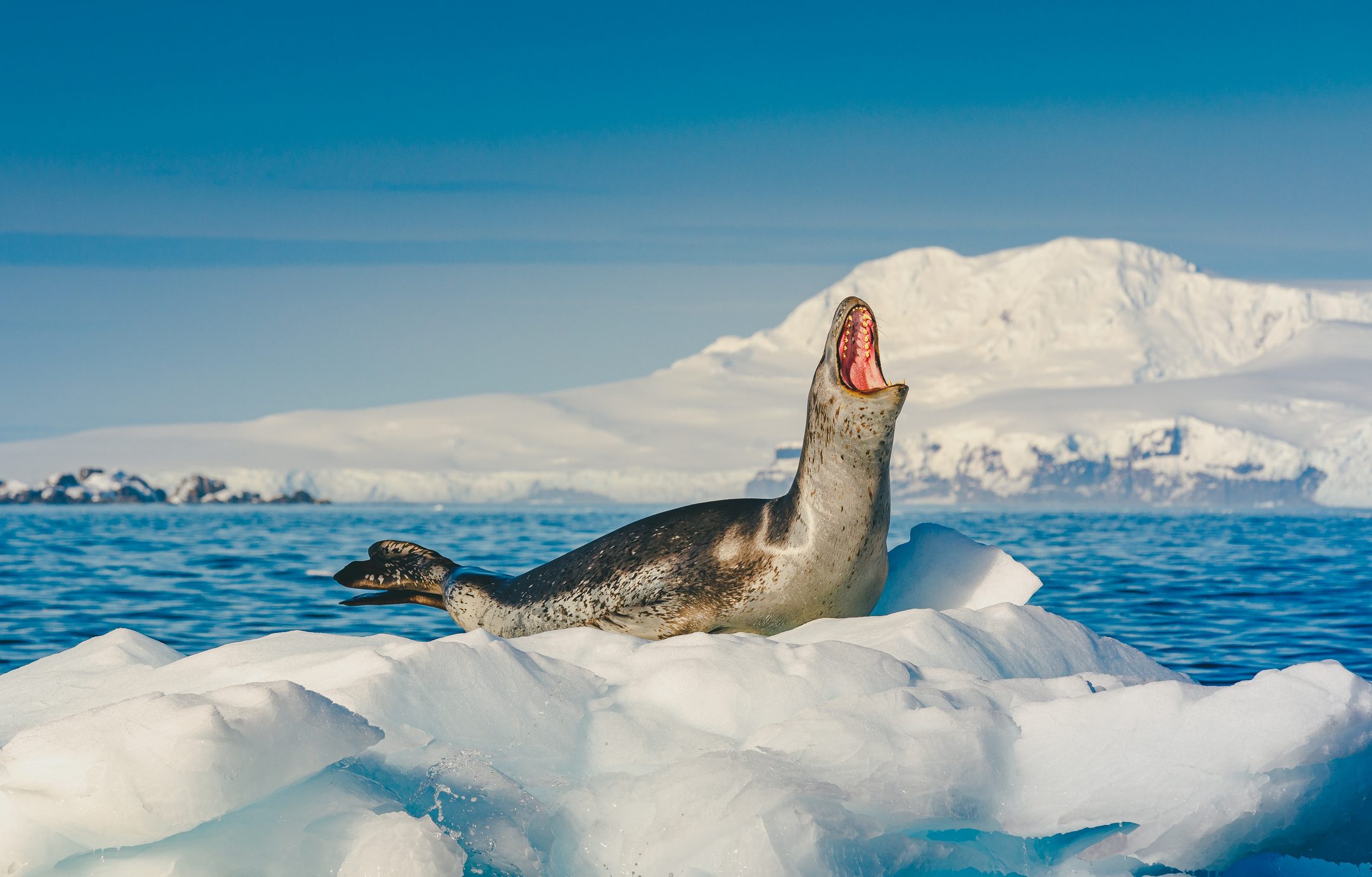 leopard seal