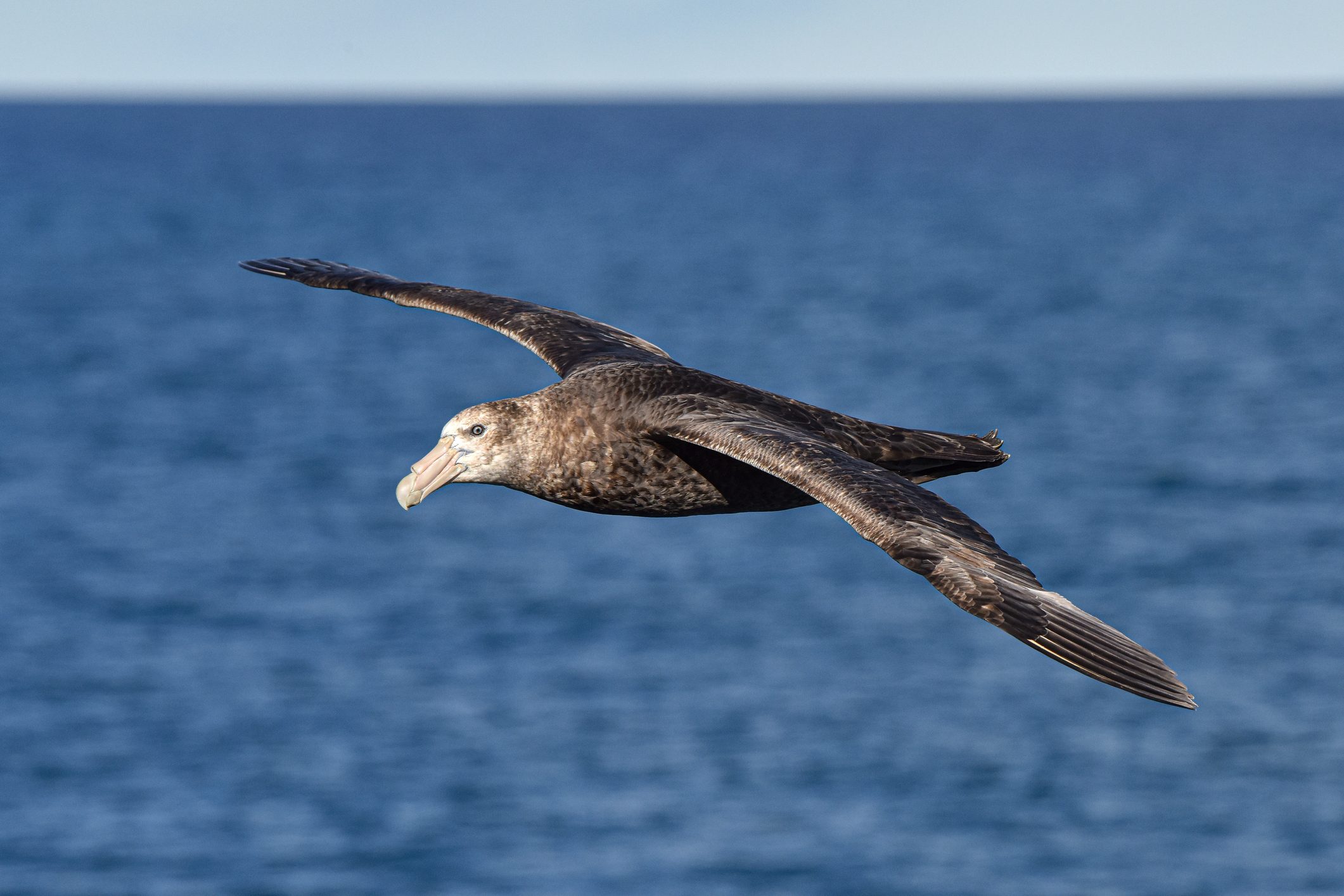 southern giant petrel