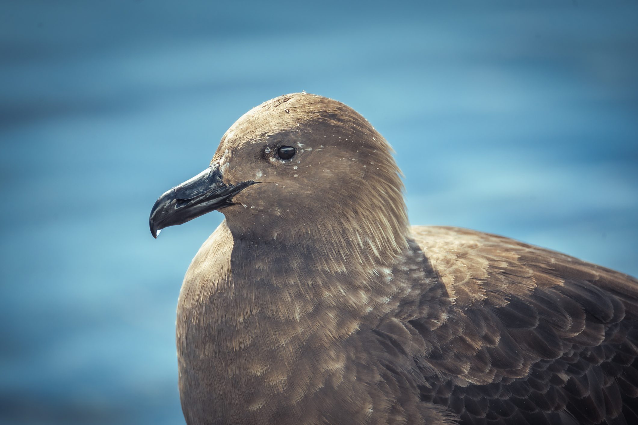 Portrait of South polar skua at Antarctica